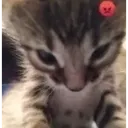angrykitten_paki angrykitten_paki
