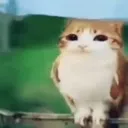 meowl