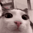 :plink:
