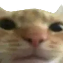 V_Cat_Sniff
