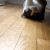 28858catslide