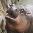wowie wowie