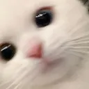 cato