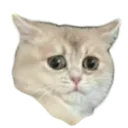 ohnopika