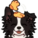 ac_BorderColliePat1_cc