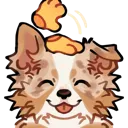 ac_BorderColliePat2_cc ac_BorderColliePat2_cc