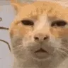 cat_huh