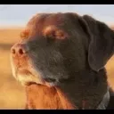 Doggy