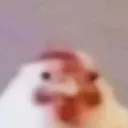 stoopidfatchicken