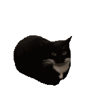 emoji_37 animated GIF emoji | ╰┈➤👑-LEO-YT 🌐 | FANS