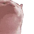 Cat_Nod