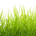 TouchGrass