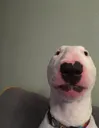 walter walter