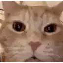 catxd