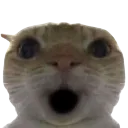 catshocked
