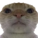 catserious