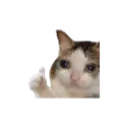 773257catthumbsup3