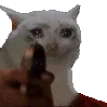 GIFSadCatGun