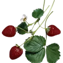 4_strawberrybranch