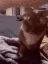 catAnswer