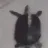 Turtle_Happy