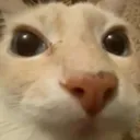 gato