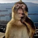 monkeygoeerrrrrr