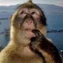 monky_fink