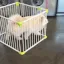 HoomanImustGo