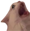 CatAhhhh