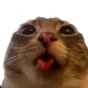 cattongue