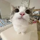 mecutie