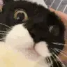 euh euh