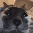 kuh kuh