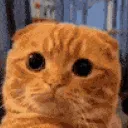 quh