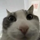 yuh