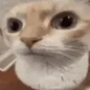 cat_huh cat_huh