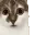 CatAware