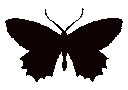 black_butterfly