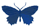 butterfly_darkblue