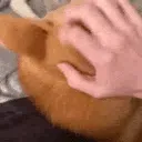 HelloShiba