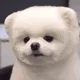 PuppyHeadTilt