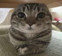 loaf