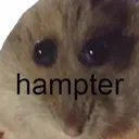 hampter hampter