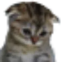 sadkitty