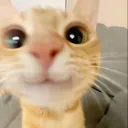 1_kitty_hi