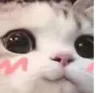 CatUWU