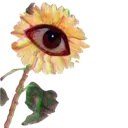 sunflowereye