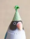 penguino