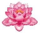 hotpink_flower